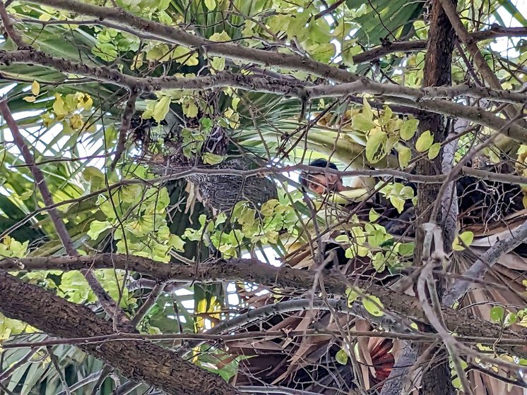 Left: Ajay extracting sap from the topmost fronds of the palm tree.