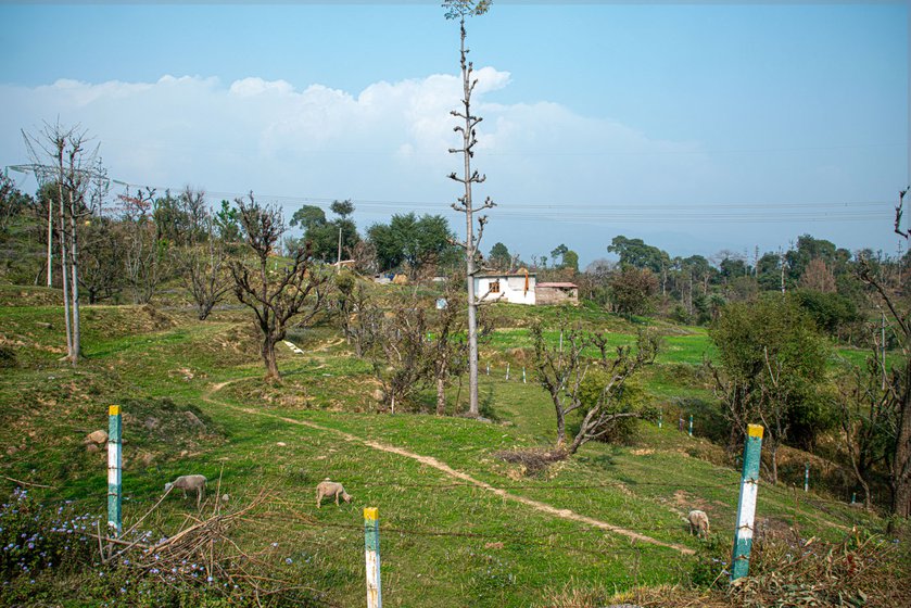 Left: For many Bakarwal families that have houses built on disputed land, having a pukka house seems like a dream.