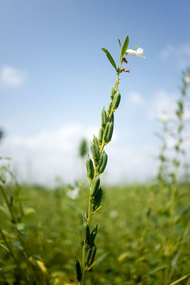 Sesame flowers and pods in Priya's field (left). She pops open a pod to reveal the tiny sesame seeds inside (right)