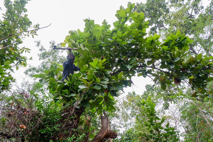 The two women also cut and collect branches of the sal tree which they sell as datwan( a stick to clean teeth), sometimes with help from family members . One bundle of datwan costs 5 rupees. 'People don’t even want to pay five rupees for the datwan. They bargain,' says Sakuni