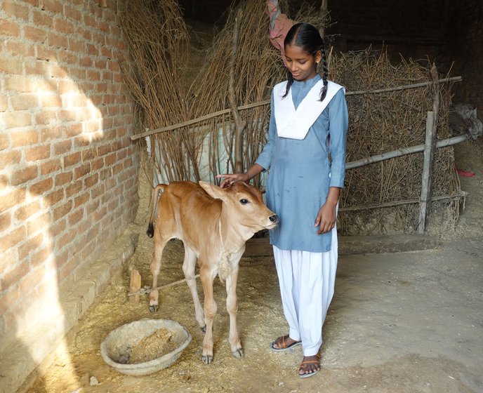 She says bye to the calf before heading to school