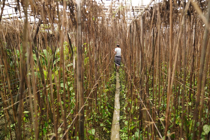 A betel-leaf garden is called bareja in Bihar. This hut-like structure protects the delicate vines from the scorching sun in summers and harsh winds in winters. It is typically fenced with sticks of bamboo, and palm and coconut fronds, coir, paddy straws, and arhar stalks. Inside the bareja , the soil is ploughed into long and deep furrows. Stems are planted in such a way that water does not collect near the root and rot the vine