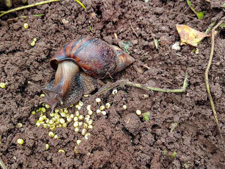 Right: Eggs laid by the snails