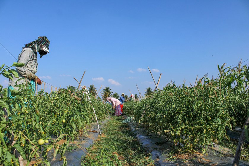 Deepa Doneappa Pujaar (in grey shirt) ties the tomato plants to a wire while preparing to pollinate the flowers at a farm in Konanatali