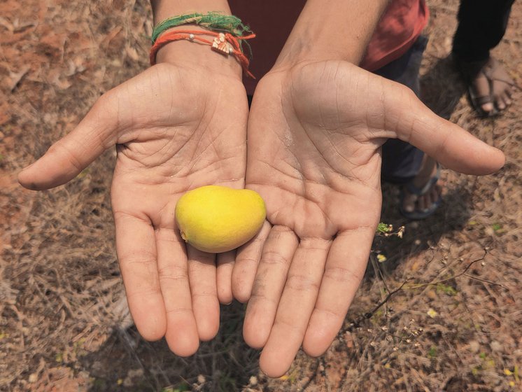 Left: Mango trees from Vallivireddy Raju's farm, planted only in 2021, are only slightly taller than him. Right: A lemon-sized mango that fell down due to delayed flowering