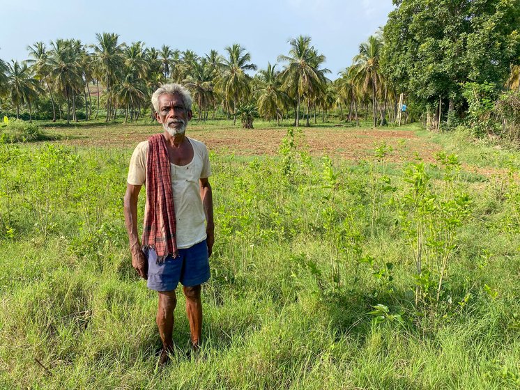 The mulberry leaves (left) fed to silkworms in cocoon farmer Ramakrishna Boregowda's rearing unit in Ankushanahalli village. With severe losses this year, he has started removing the mulberry crop from his land and plans to stop producing cocoons

