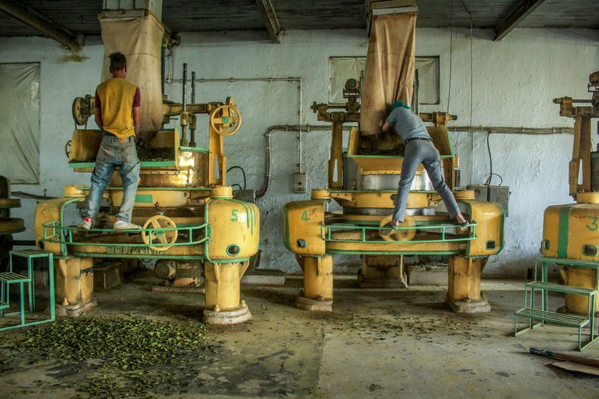 Freshly plucked leaves drying (left) a t the Palampur Cooperative Tea Factory (right) in Kangra district of Himachal Pradesh