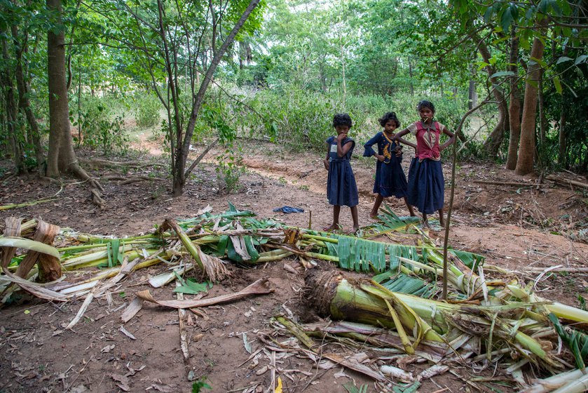 A banana garden (right) destroyed by elephants