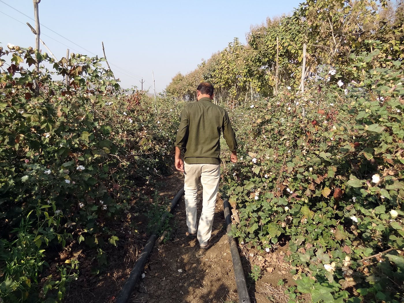 A man walking through cotton trees