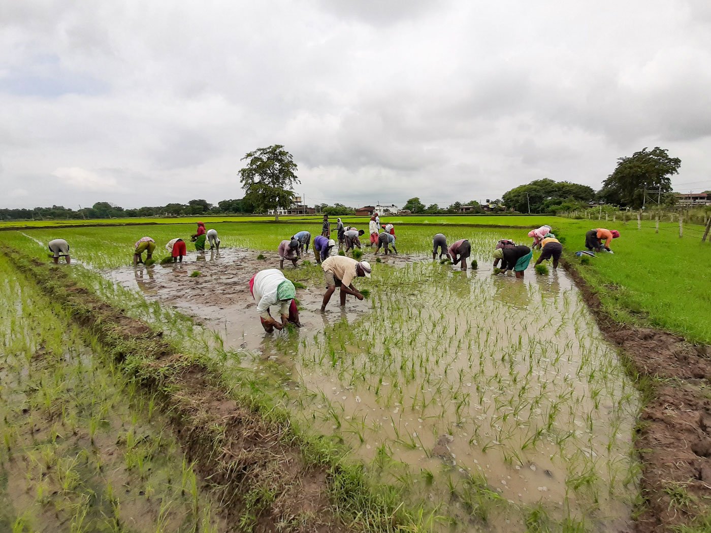 All the labourers we spoke too knew about Covid-19; some said they didn’t care, others said that while working they anyway stood at a distance from each other, so it was fine