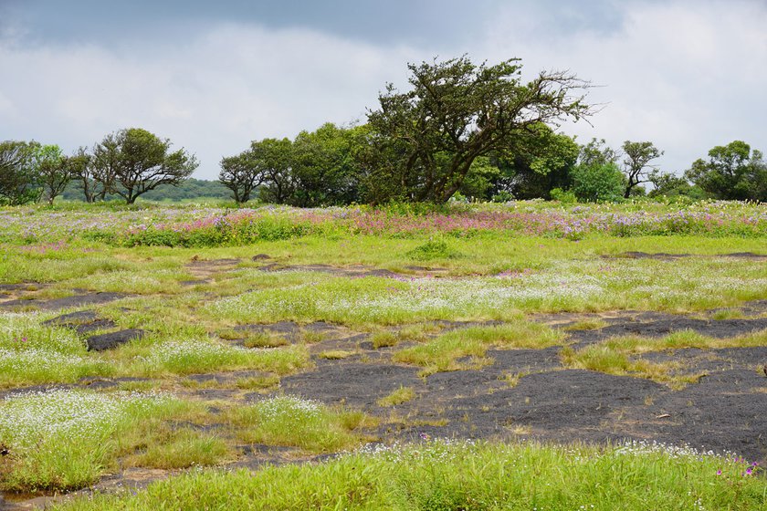 This 1,600-hectare bedrock shelters 850 plant species . 'The laterite rock on Kaas acts like a sponge by retaining water in its porous structure, and slowly distributing it to the streams nearby,' explains Dr. Aparna Watve. Extreme infrastructure activities causing damage to these plateaus disturbs the water table in the region