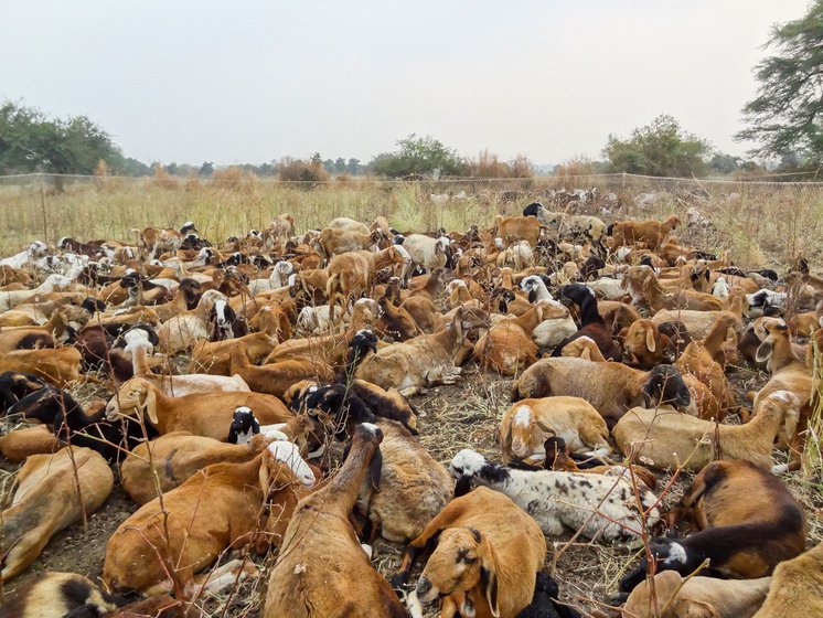 Kammabhai’s goats (left), sheep and camels (right) at their dera near Wani, a small hamlet about 10 km from Hinganghat town in Wardha district