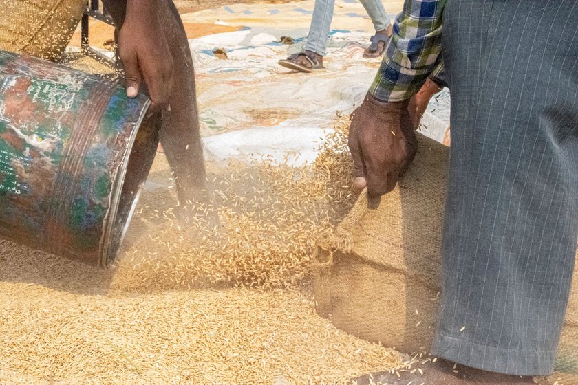 Millions of marginal farmers across the Third World shifted from food crops like paddy (left) to cash crops like cotton (right) over the past 3-4 decades, coaxed and coerced by Bank-Fund formulations. The old normal: deadly fluctuations in prices crippled them. New normal: Who will buy their crops of the ongoing season?