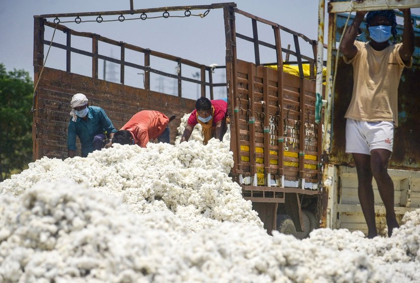 Millions of marginal farmers across the Third World shifted from food crops like paddy (left) to cash crops like cotton (right) over the past 3-4 decades, coaxed and coerced by Bank-Fund formulations. The old normal: deadly fluctuations in prices crippled them. New normal: Who will buy their crops of the ongoing season?