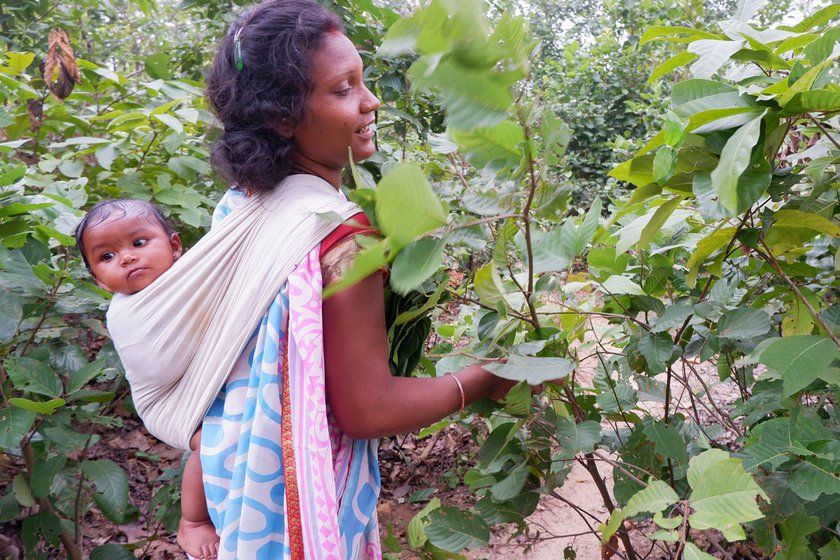 They collect leaves for 7-8 hours a day, twice a week. T his time, on the second day, they are joined by Geeta's son Ajit and daughter-in-law Basanti (right) who have brought along their baby. If the baby cries, the three of them take turns soothing her