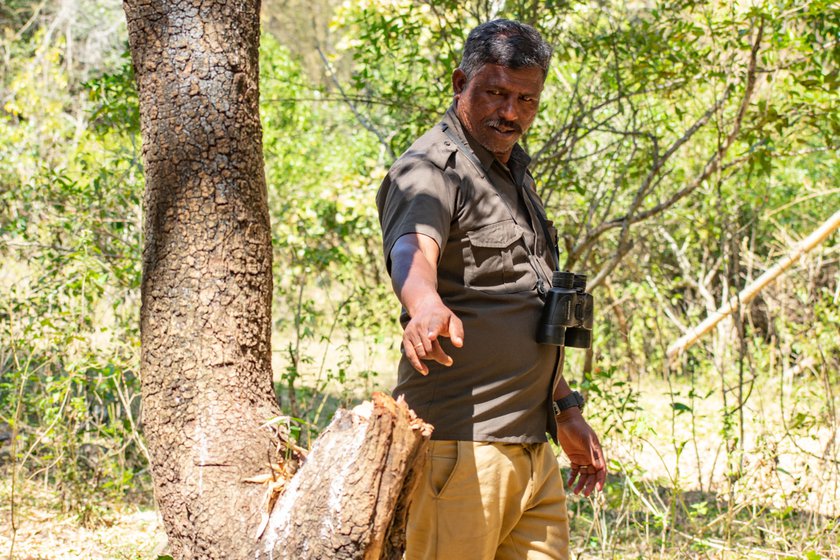 Siddan (right) is tracking an owl (left) by its droppings in a bamboo forest at Bokkapuram