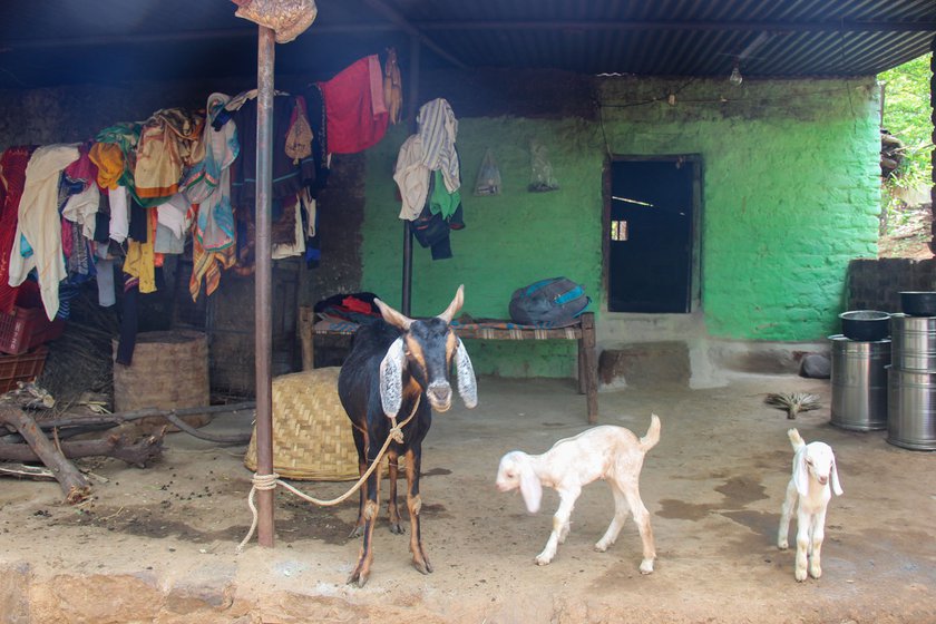 Ropi's family has a small goat-rearing business, and they also cultivate two acres. Her earning as a dai remain modest, and have not improved greatly over the decades