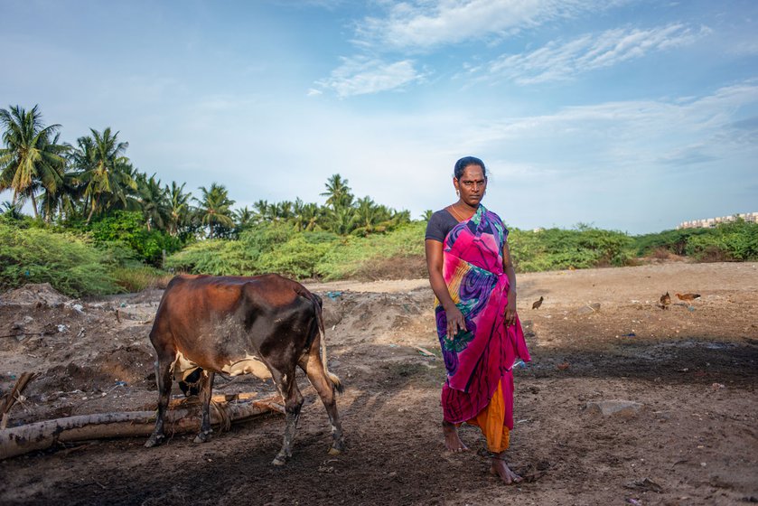 Maneesha in front of the house (left) she built with her earnings. She also keeps cows (right), goats and chickens to supplement her income from selling fish