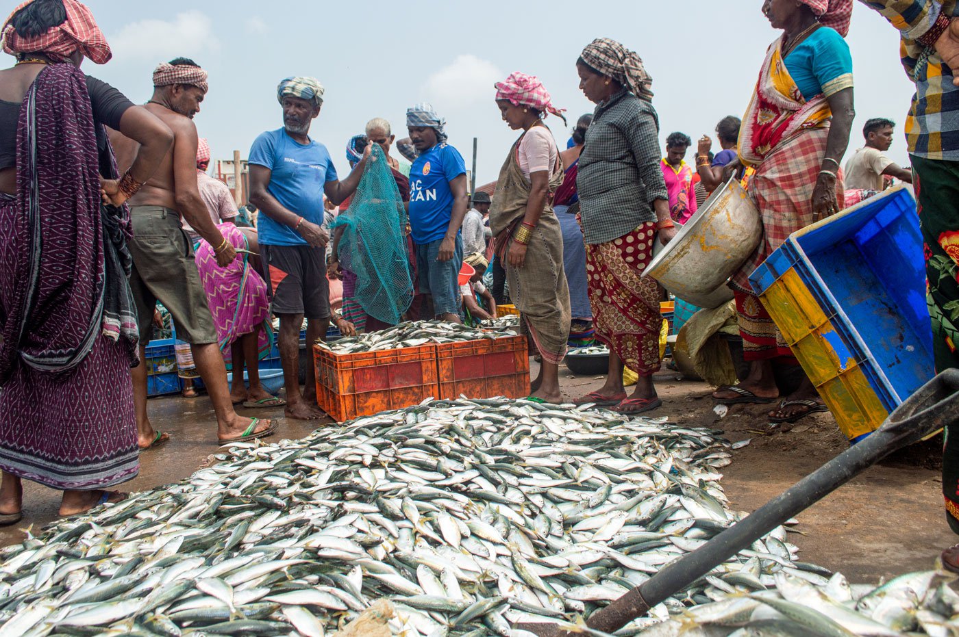 At an auction of the mackeral fish at the Arjipally fish harbour in Odisha