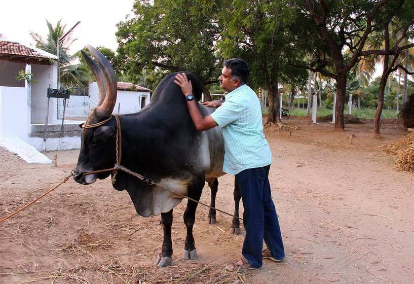 Karthikeya gives Bulli Boy a rub