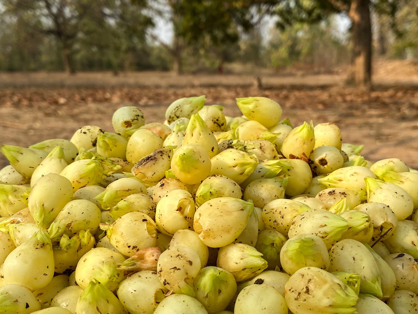 A picture of mahua flowers lying on the ground