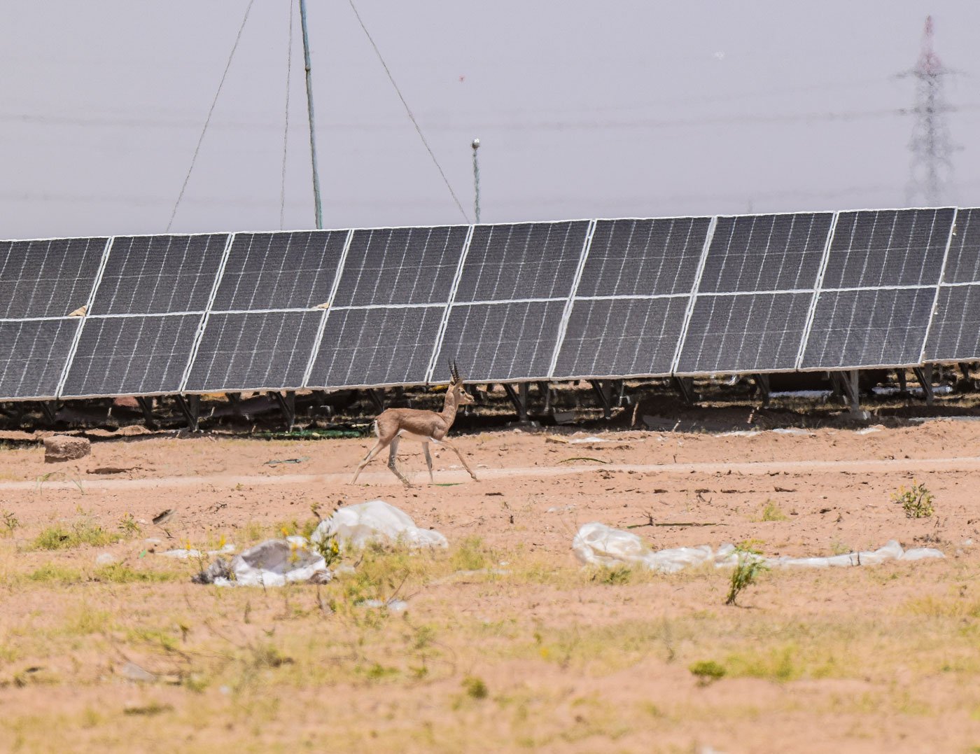 Solar and wind energy  projects are taking up grasslands and commons here in Jaisalmer district of Rajasthan. For the local people, there is anger and despair at the lack of agency over their surroundings and the subsequent loss of pastoral lives and livelihoods