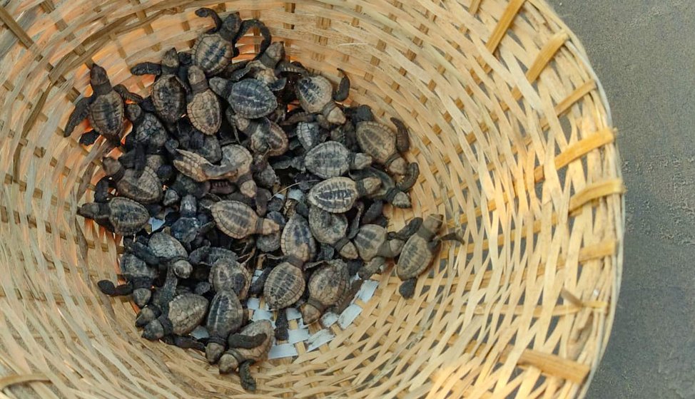 After the eggs hatch, the hatchlings are carefully transferred into the a butta (left) by the guards. The fishermen then carry them closer to the beach