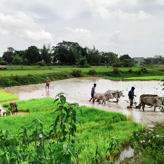 Left: Working in the fields is easier than weaving chatais,' says Jolen who also works as an agricultural labourer.