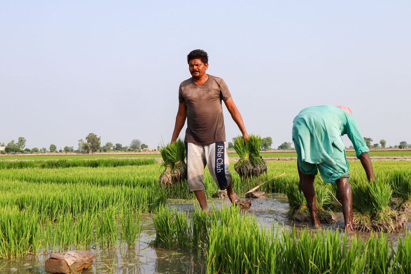 Jasdeep’s father Jasvinder Singh loading paddy from the nurseries for transplanting.