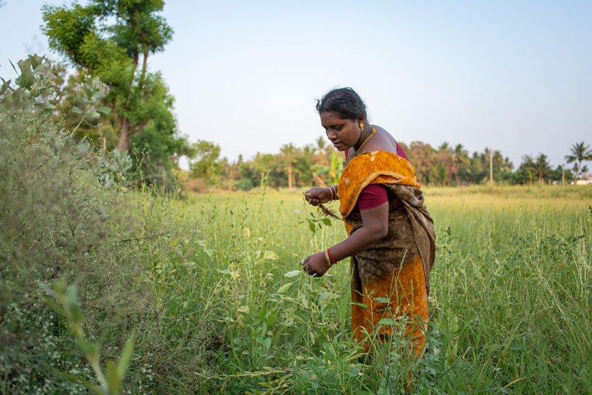 Left: Priya inspecting her sesame plants.