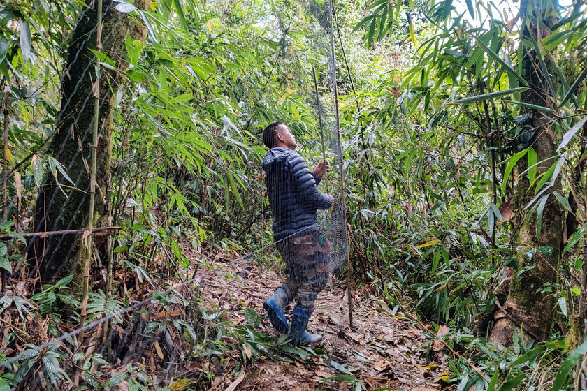 Fog envelopes the hills and forest at Sessni in Eaglenest . Micah (right) checking the mist-netting he has set up to catch birds