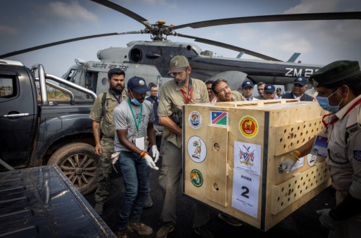 The cheetahs came in special chartered flights and were moved in to Kuno in Indian Air Force helicopters