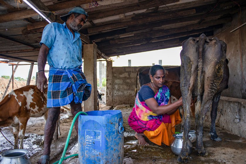 Besides fish, Maneesha also sells milk (right)