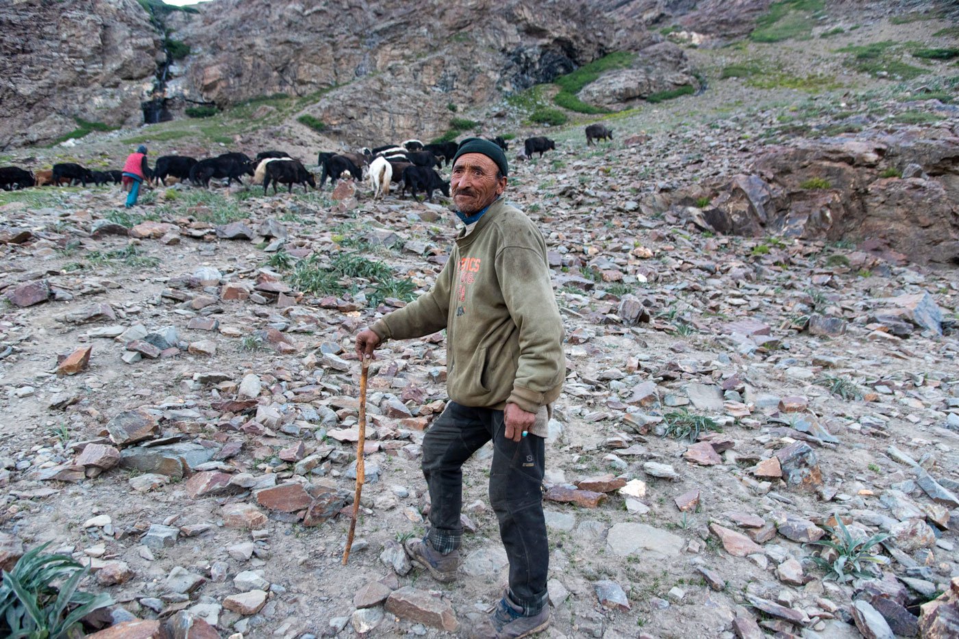 Sonam Motup taking his herd of animals through a steep climb in search of grazing ground