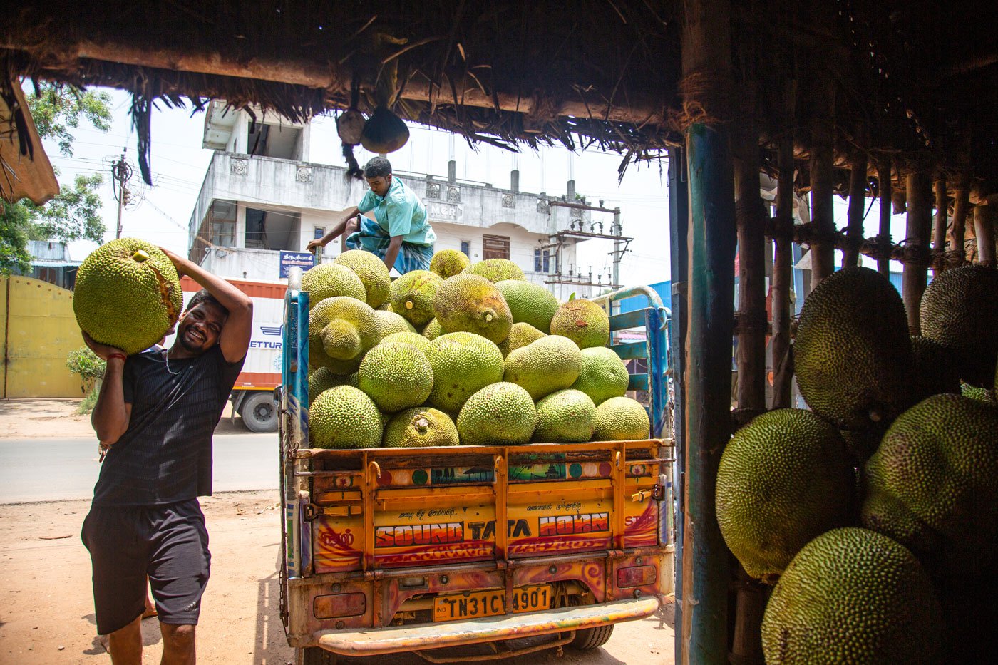 Jackfruit trading involves uncertainties. Even if the harvest is big, some fruits will rot, crack open, fall down and even get eaten by animals
