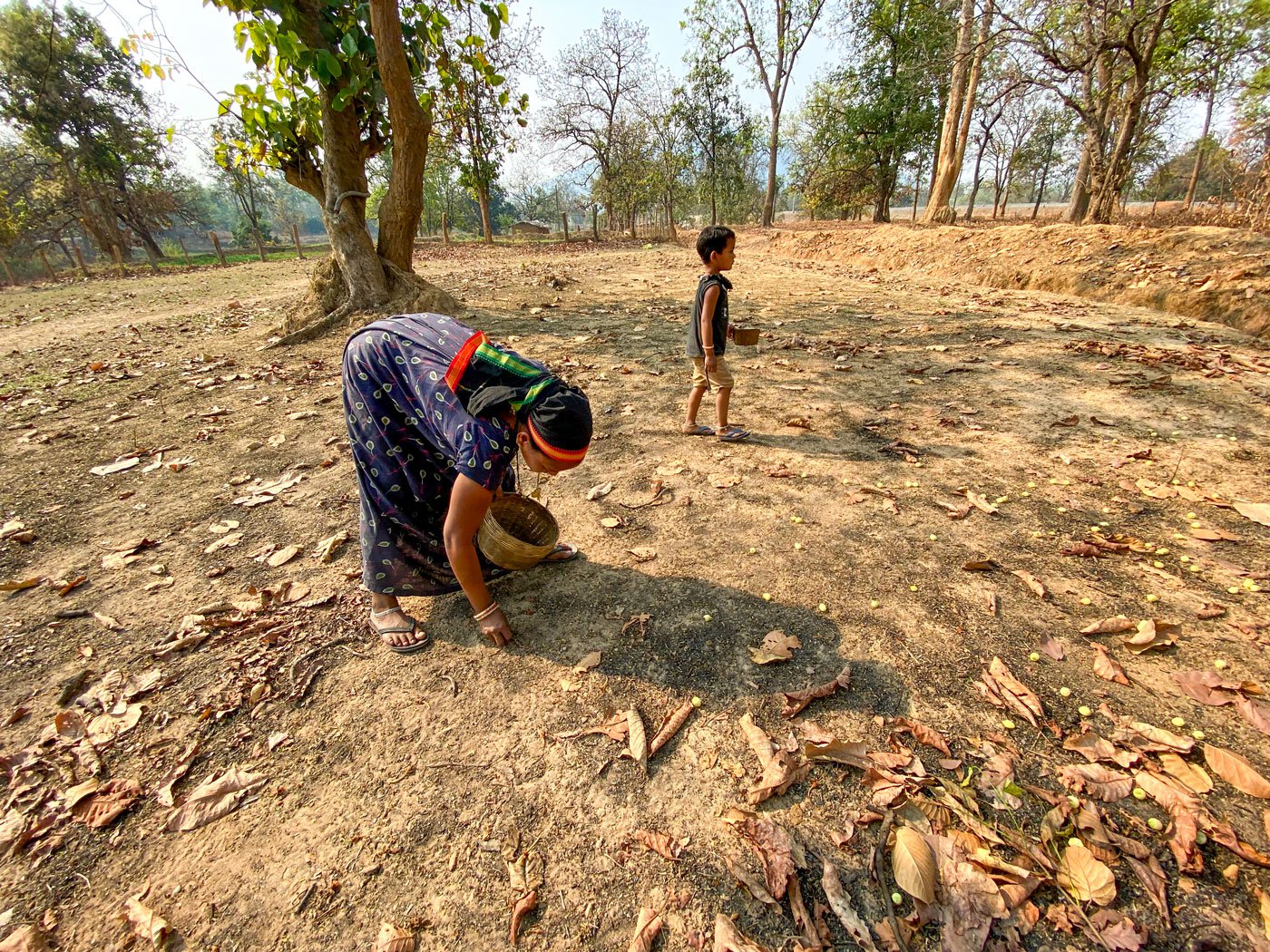 A young kid who is busy collecting mahua with her mother and grandparents