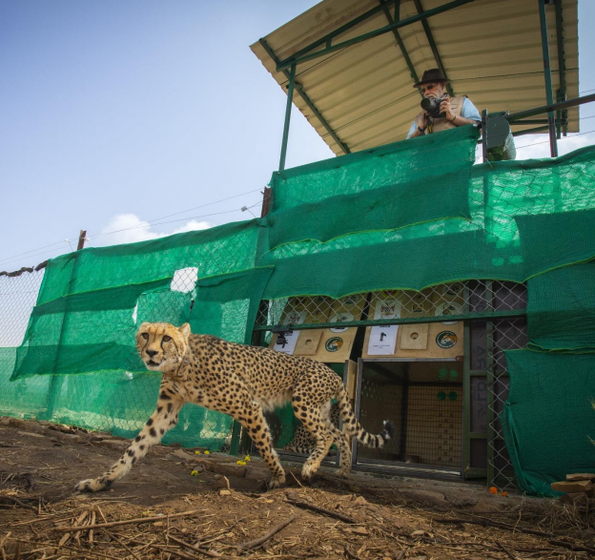 Prime Minister Narendra Modi released the first cheetah into Kuno on his birthday on September 17, 2022