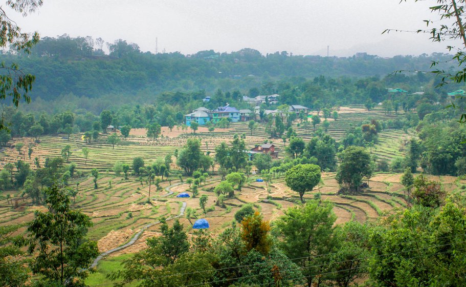 In Kangra district, 96 per cent of holdings of tea gardens are less than two hectares. More than half the gardens are in Palampur tehsil, and the rest are distributed across Baijnath, Dharamshala and Dehra tehsil