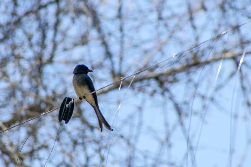 Right: A drongo perched on a fencing wire in Singara village in Gudalur block