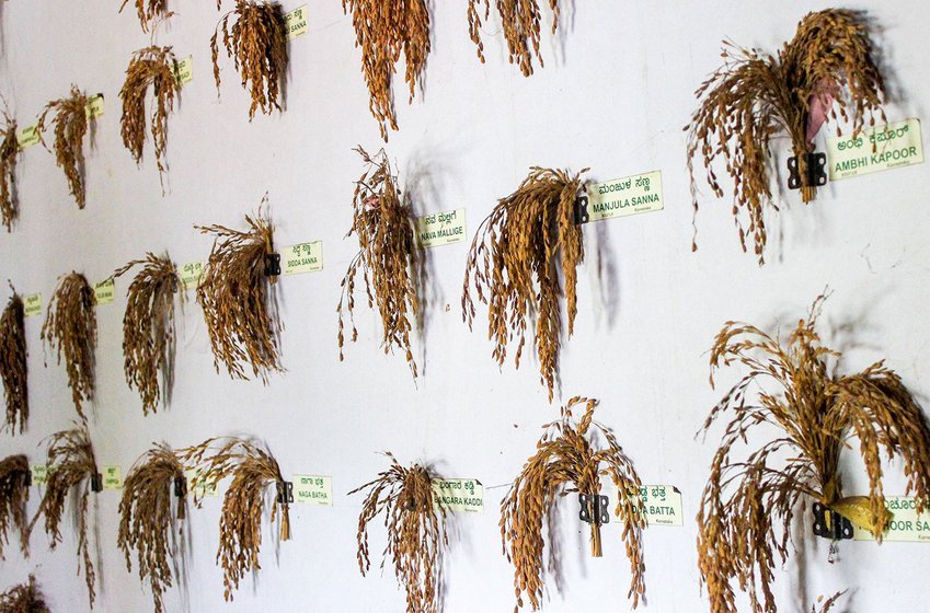 Increasing use of pesticides, chemical fertilisers and technologies have come to dominate agriculture, destroying India's rich diversity that farmers like Syed Ghani Khan, in Karnataka's Kirigavalu is trying to preserve. His house walls (right) are lined with paddy flowers with details about each variety. A loss of agricultural diversity can be seen to be linked to the loss in linguistic diversity