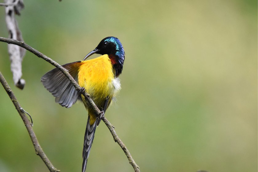 Left: Micah practiced his photography skills by often making images of the Green-tailed Sunbird .