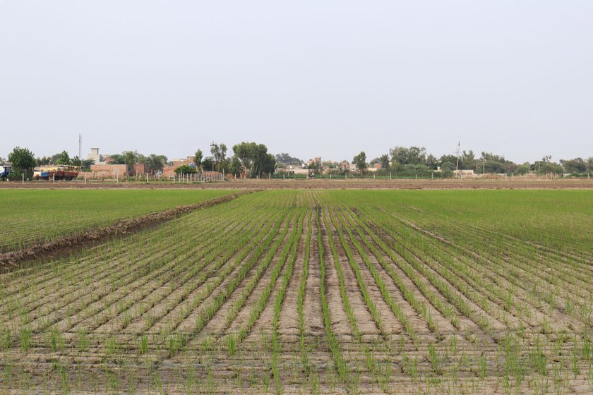 Gurpinder Singh owns 43 acres of land in Khunde Halal and has been using the DSR method for two years. But he still has to hire farm labourers for tasks such as weeding