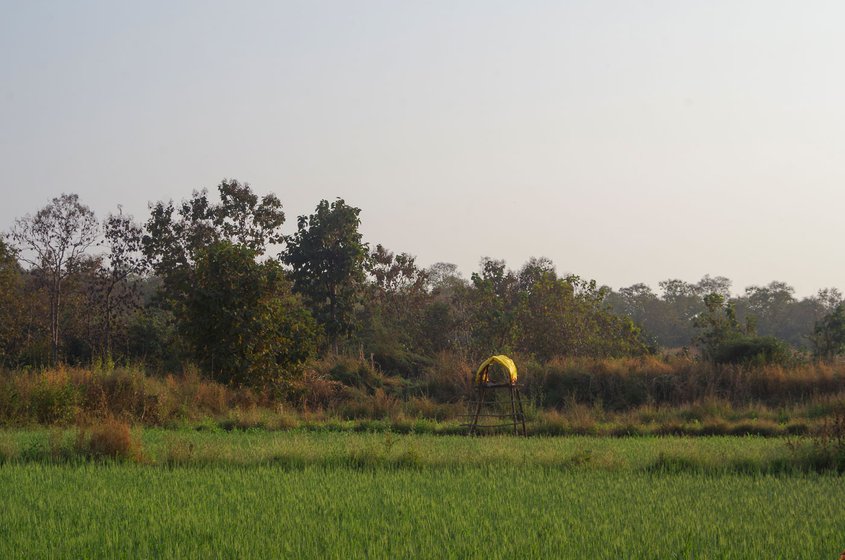 Machans , or perches, can be found across farms in and around Kholdoda village. Some of these perches accommodate two persons, but most can take only one