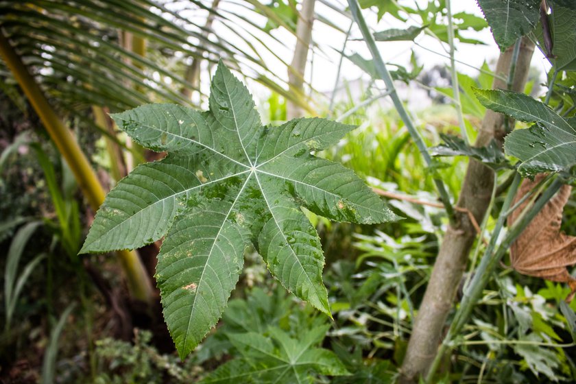 ' A castor plant is a farmer’s umbrella,' says Narayan (right) as he points towards the tapering ends of the leaves that help repel water during the rainy season