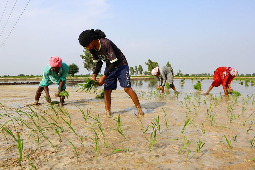 Mangal, Jasdeep and Rajveer transplanting paddy in the fields of upper caste farmers