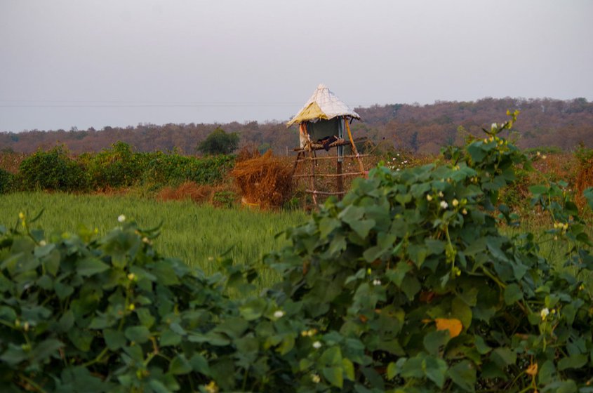 Machans , or perches, can be found across farms in and around Kholdoda village. Some of these perches accommodate two persons, but most can take only one