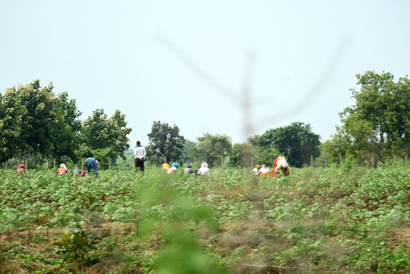 Manoj Nilkanth Khere (left) survived a wild boar attack in early September 2023, but sustained a grievous injury. The 20-year old was working on his father’s fields in Wadgaon village when 'a boar came running from behind and hit me with its tusks.' Farm hands have begun working in a group (right), with someone keeping vigil over the fields to spot lurking wild animals