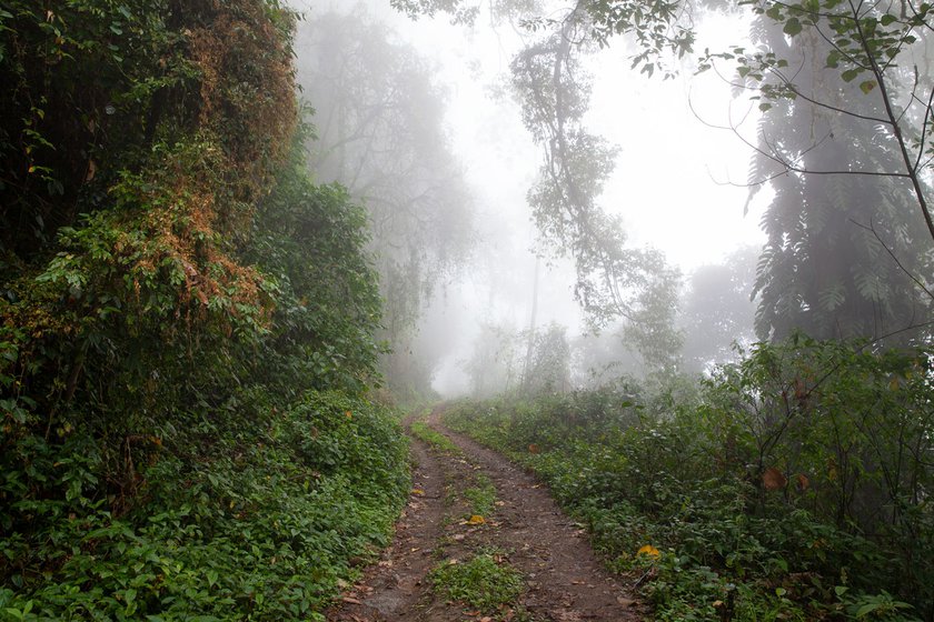 Despite the elevation and remoteness of this part of the eastern Himalayas, cloud forests here in West Kameng are under pressure from habitat degradation, in particular, logging