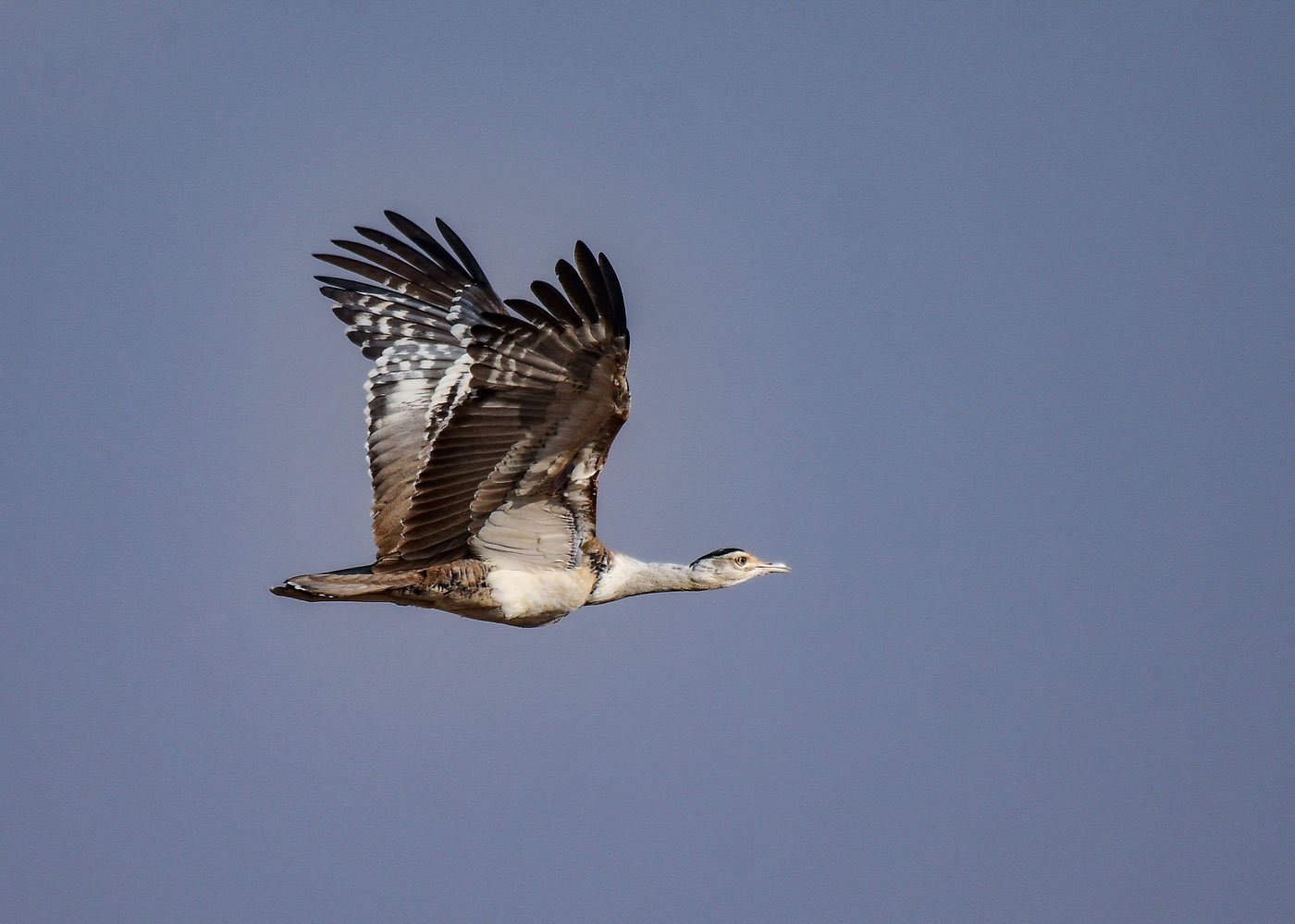 Not only is the Great Indian Bustard at risk, but so are the scores of other birds that come through Jaisalmer which lies on the critical Central Asian Flyway (CAF) – the annual route taken by birds migrating from the Arctic to Indian Ocean