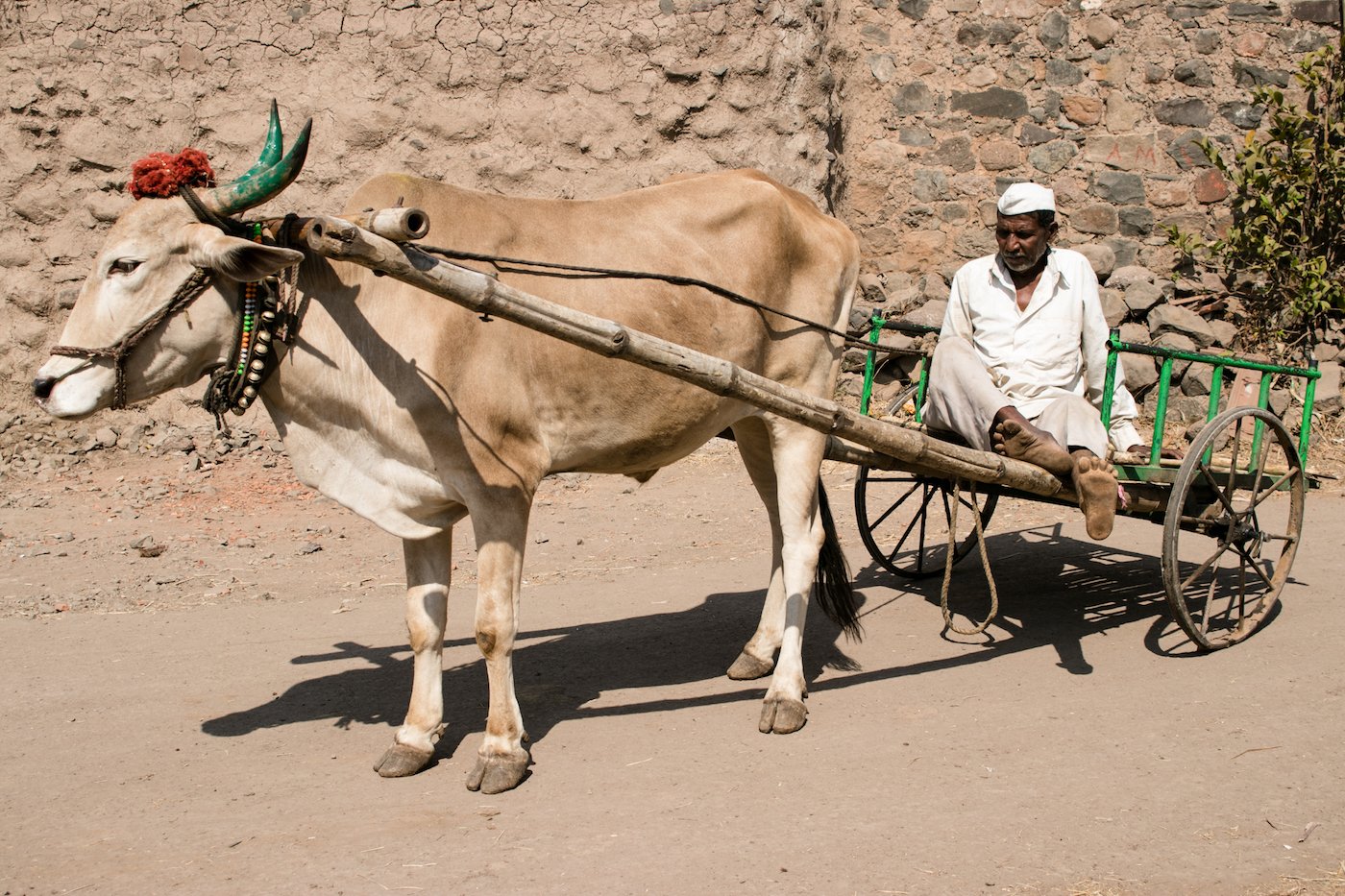 Man on bullock cart